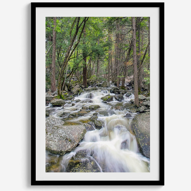 Long Exposure Forest Stream Art Print