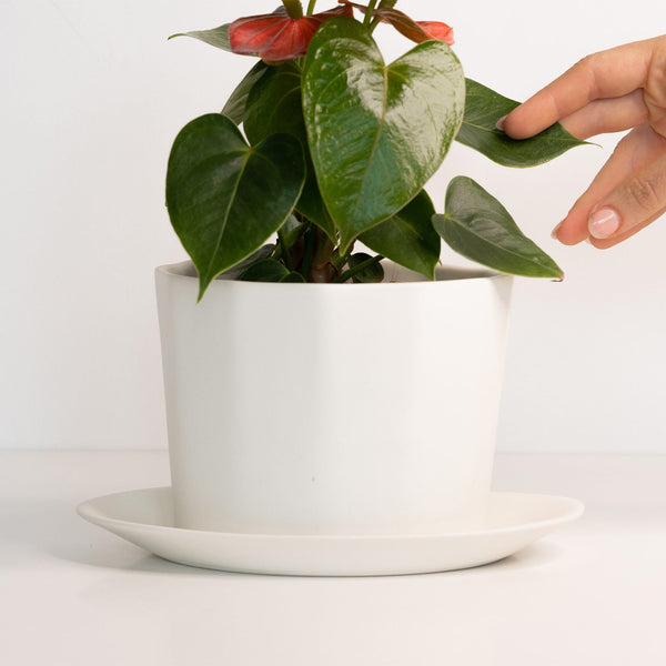 Oval Porcelain Planter with Catchall Tray — Hand-formed oval porcelain planter with matching catchall tray, six colorways