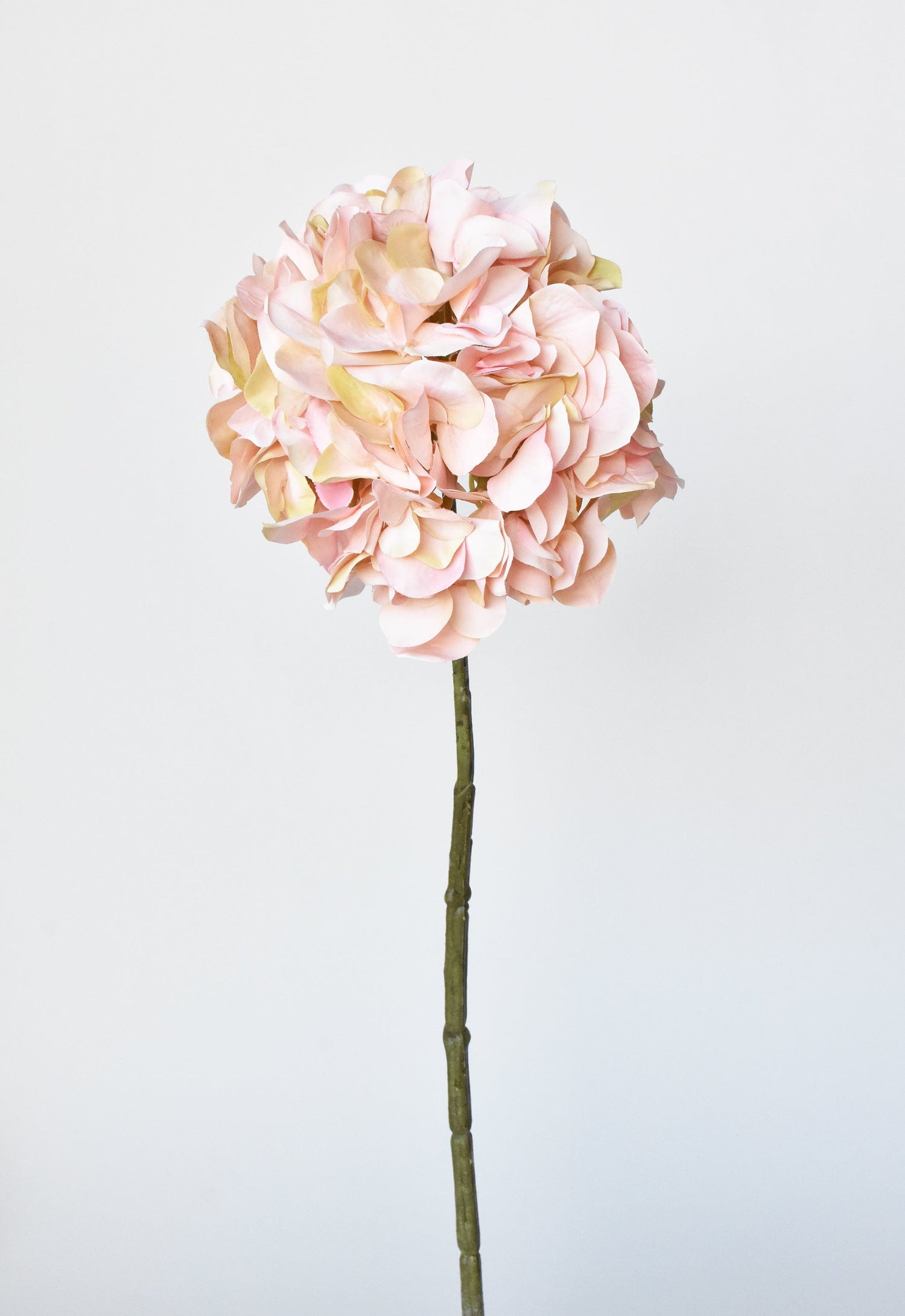 Stems & Branches