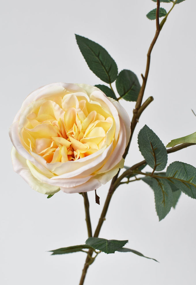Peonies & Roses