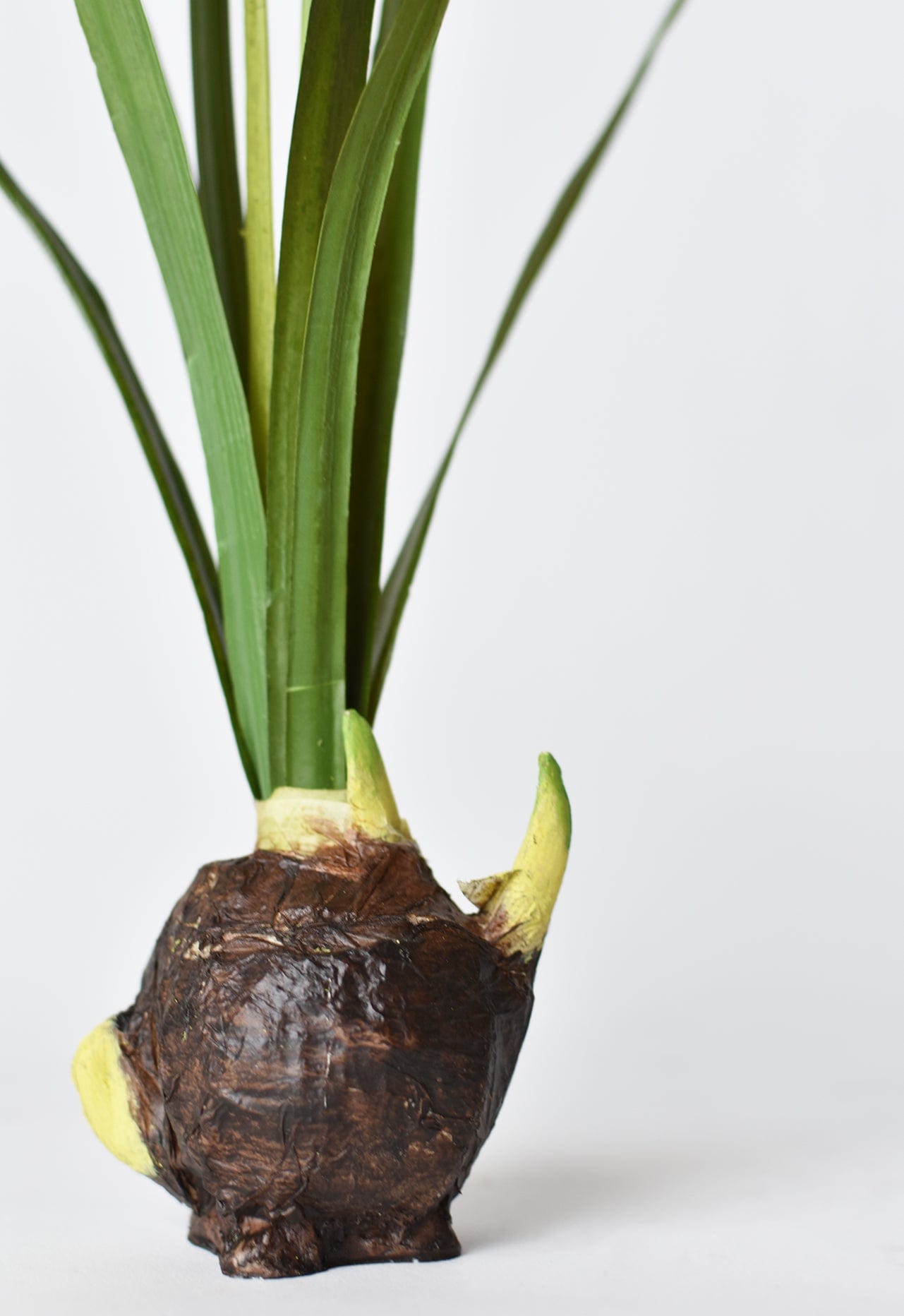 Potted & Bulbs