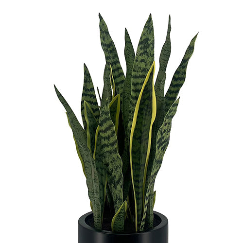 30-Inch Faux Snake Plant in Matte Black Planter