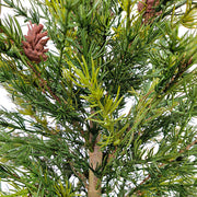 Artificial Pine Tree in Wired Basket, 36 in