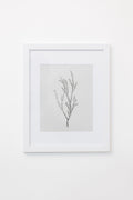 Framed Botanical Sprig Print