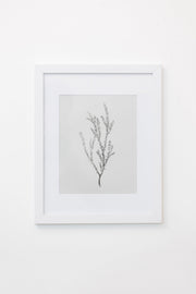 Framed Botanical Sprig Print