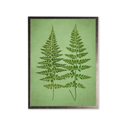 Botanical Fern Silver-Frame Print