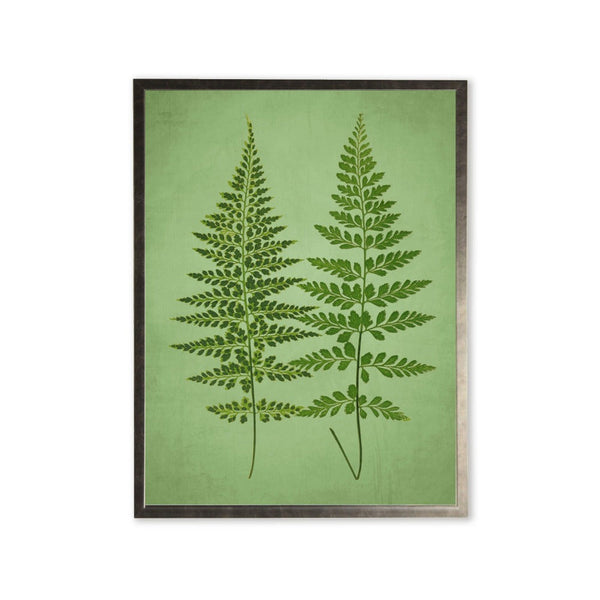 Botanical Fern Silver-Frame Print