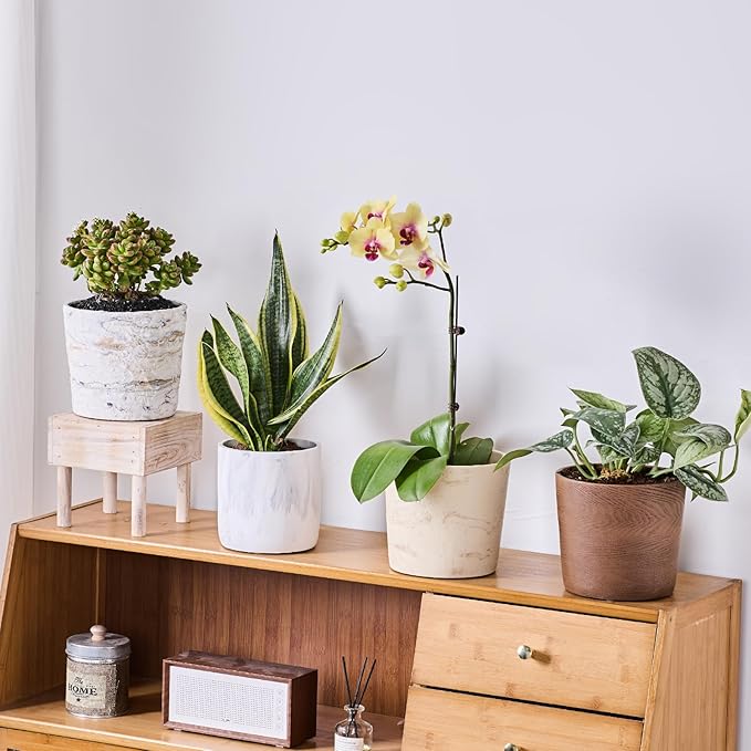 The pot that earns its place on any sill