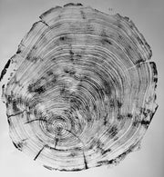 Redwood Cross-Section Woodcut Print hung in a curated gallery wall arrangement