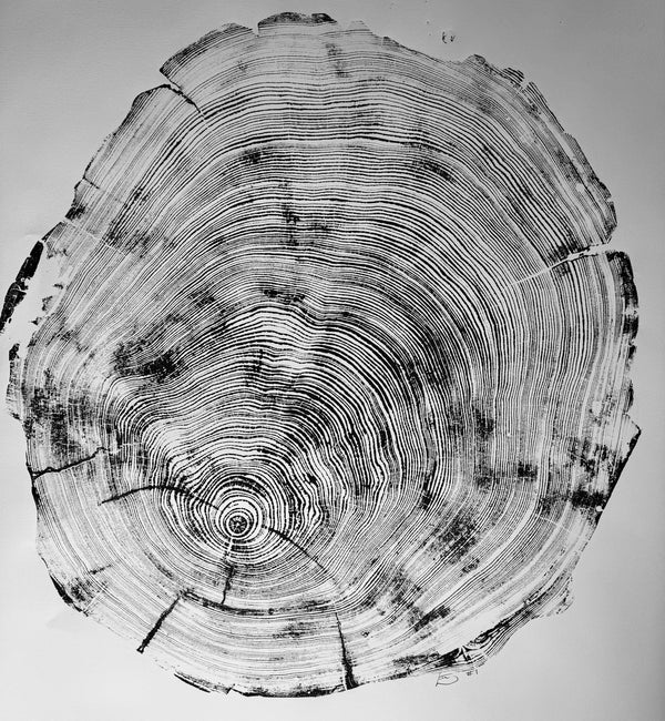 Redwood Cross-Section Woodcut Print hung in a curated gallery wall arrangement