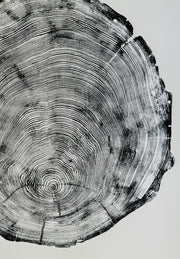 Redwood Cross-Section Woodcut Print — scale reference and proportion detail
