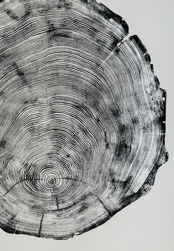 Redwood Cross-Section Woodcut Print — scale reference and proportion detail