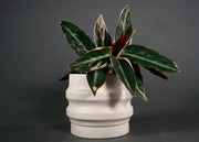 Ridged Ceramic Planter Set