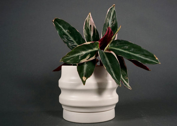 Ridged Ceramic Planter Set