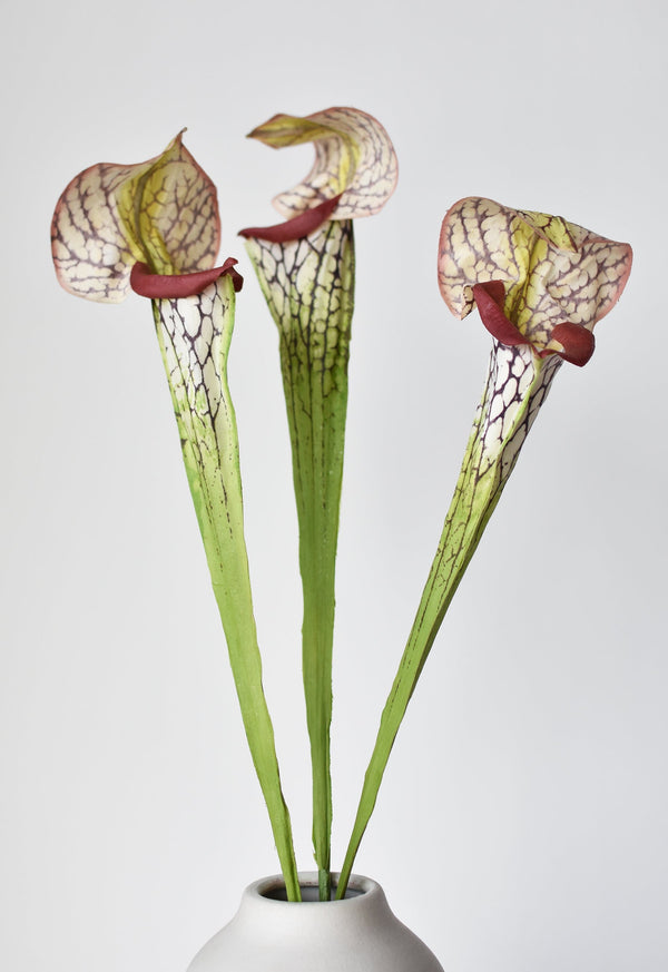 Fabric-Finish Pitcher Plant Stem — scale reference and proportion detail