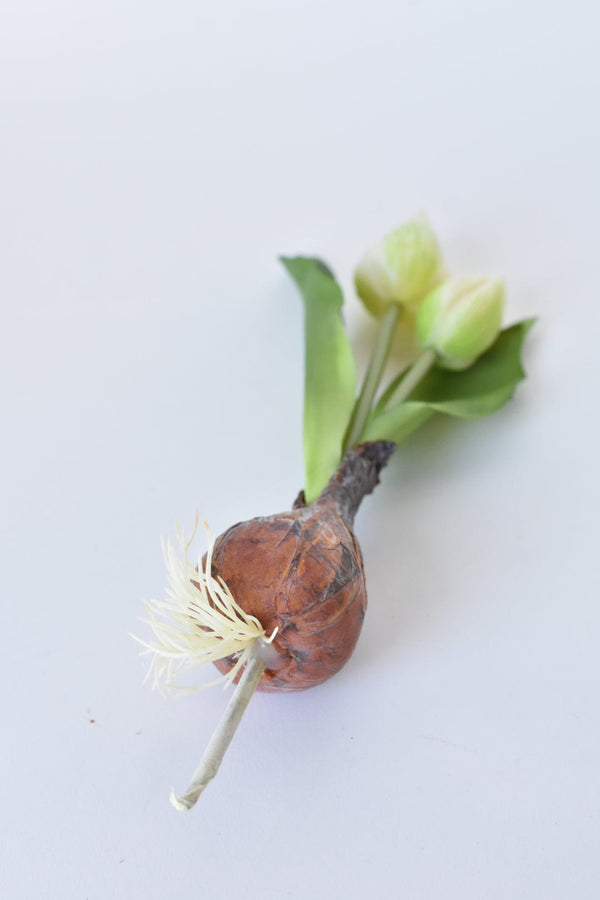 Real-Touch White Tulip Bulb Pick — scale reference and proportion detail