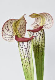 Fabric-Finish Pitcher Plant Stem — back and side profile detail