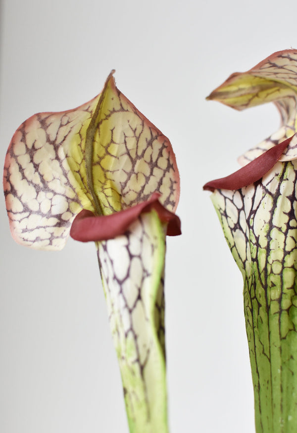 Fabric-Finish Pitcher Plant Stem styled on a countertop with fresh botanicals