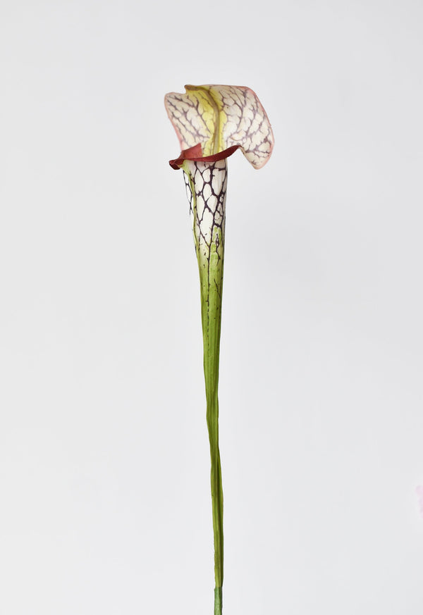Close-up of marble veining and polished surface detail — Fabric-Finish Pitcher Plant Stem