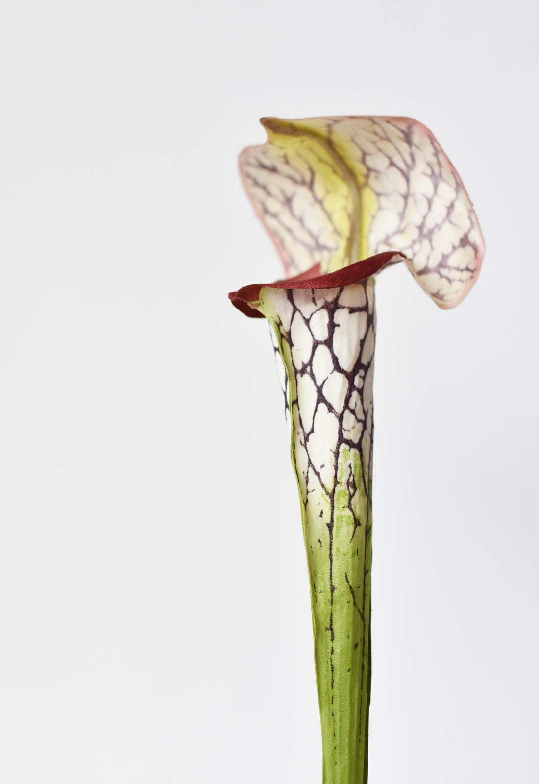 Fabric-Finish Pitcher Plant Stem — Faux pitcher plant stem in chartreuse, ivory, and deep wine with reticulated veining