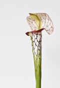 Fabric-Finish Pitcher Plant Stem — Faux pitcher plant stem in chartreuse, ivory, and deep wine with reticulated veining