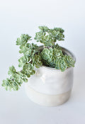 Matte Faux Sedum Succulent Pick — Matte faux sedum pick with branching rosette clusters in dusty blue-green
