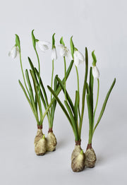 Resin Bulb Snowdrop Stem — Faux snowdrop stem with textured resin bulb and drooping white florets