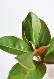 Faux Magnolia Leaf Stem — back and side profile detail