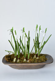 Resin Bulb Snowdrop Stem — scale reference and proportion detail