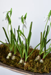Resin Bulb Snowdrop Stem — back and side profile detail