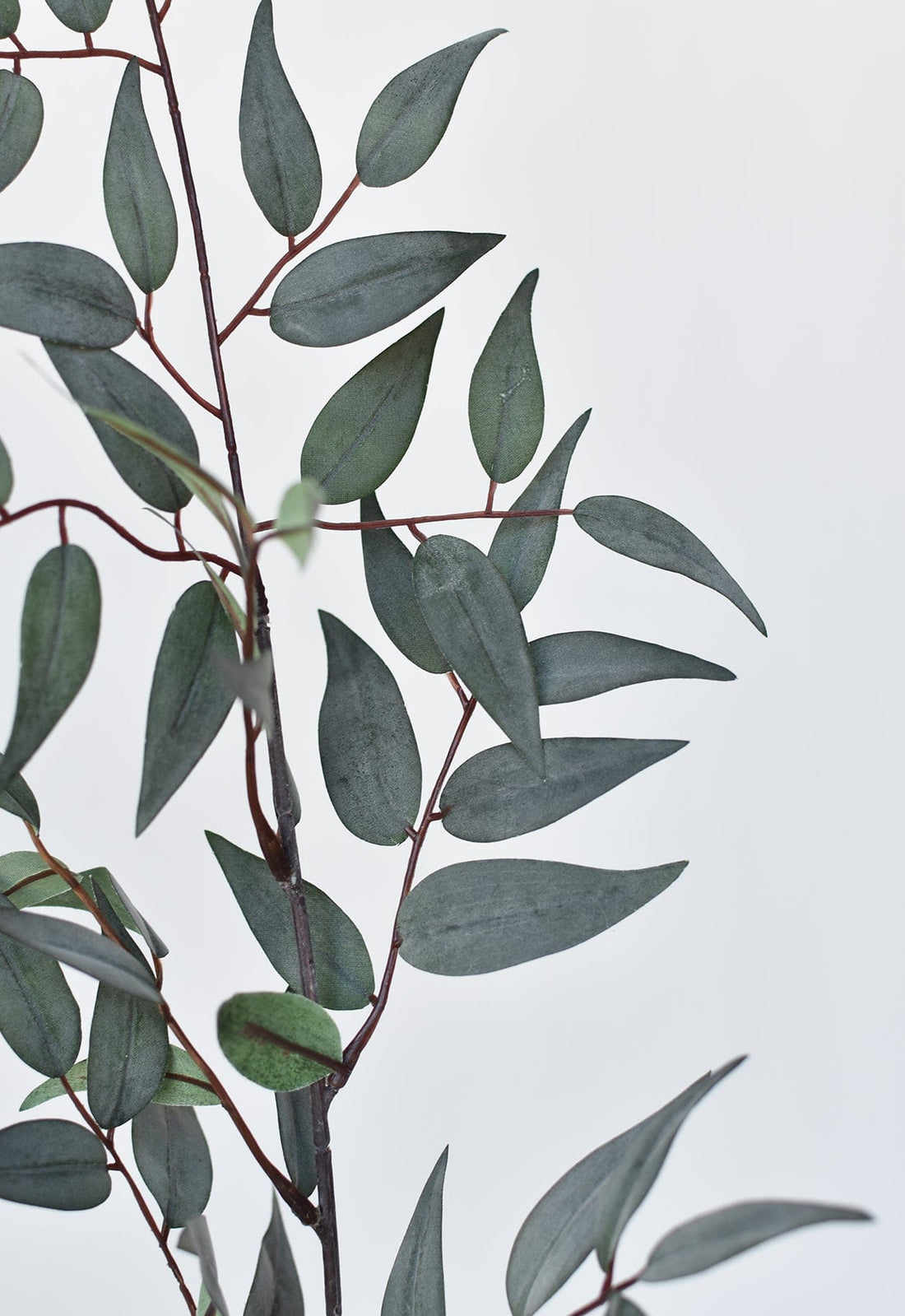 Sage green Ruscus Leaf Stem stem