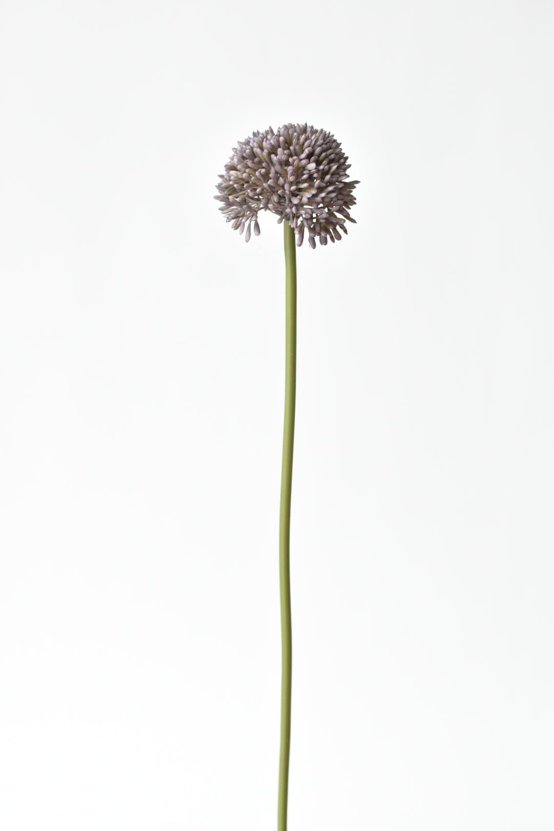 One quiet stem changes the whole vase