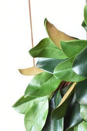 Faux Magnolia Leaf Round Wreath — alternate view or variant option