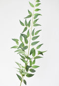 Arching Faux Ruscus Foliage Stem — Pliable faux ruscus stem with two-toned sage foliage, 36 inches