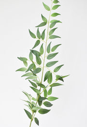 Arching Faux Ruscus Foliage Stem — Pliable faux ruscus stem with two-toned sage foliage, 36 inches