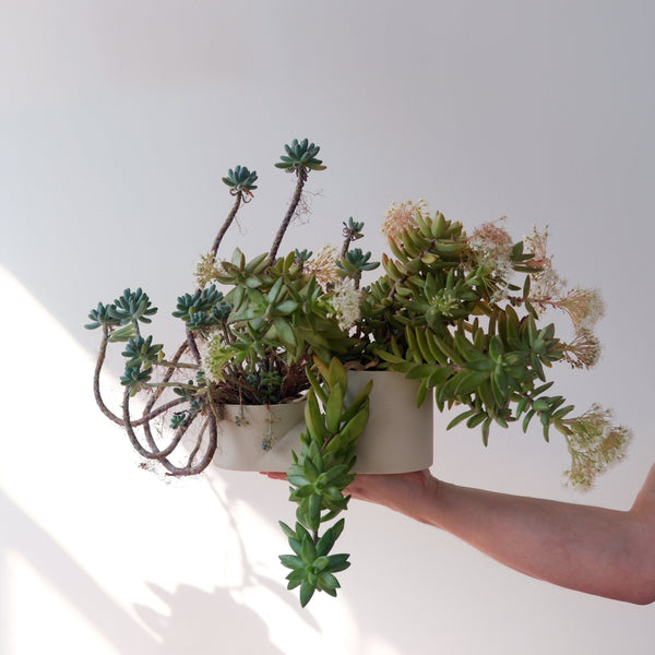 Matte Ceramic Double Planter holding a trailing plant on a patio