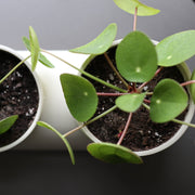 Matte Ceramic Double Planter — detail of finish and surface variation