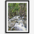 Long Exposure Forest Stream Art Print