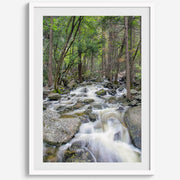 Long Exposure Forest Stream Art Print