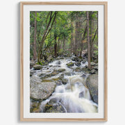 Long Exposure Forest Stream Art Print