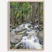 Long Exposure Forest Stream Art Print