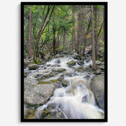 Long Exposure Forest Stream Art Print