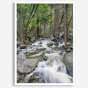Long Exposure Forest Stream Art Print