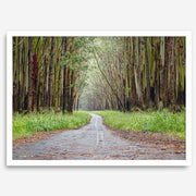 Eucalyptus Tree Tunnel Fine Art Print