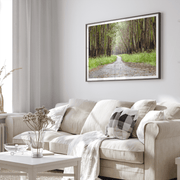 Eucalyptus Tree Tunnel Fine Art Print