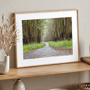 Eucalyptus Tree Tunnel Fine Art Print