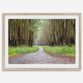 Eucalyptus Tree Tunnel Fine Art Print