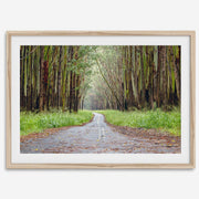Eucalyptus Tree Tunnel Fine Art Print