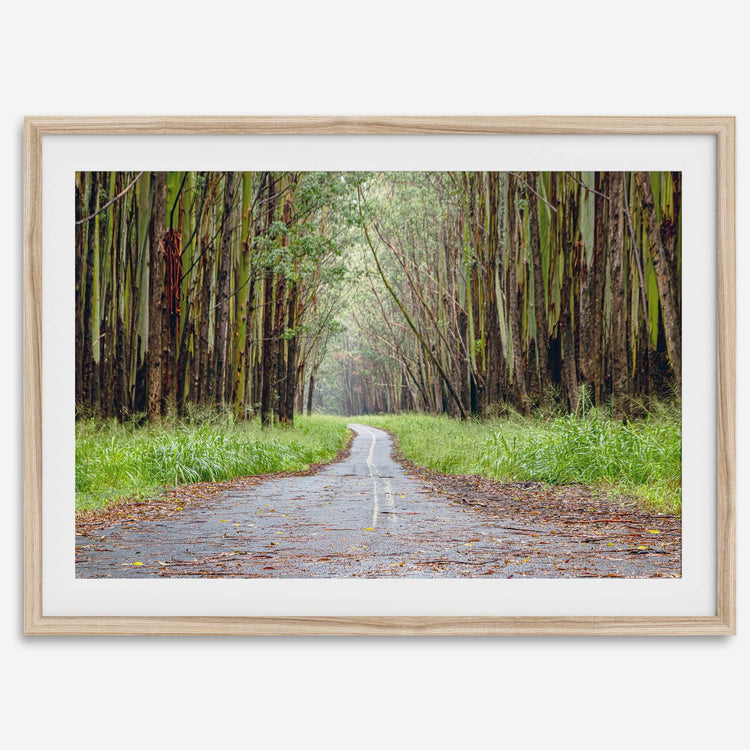 Eucalyptus Tree Tunnel Fine Art Print