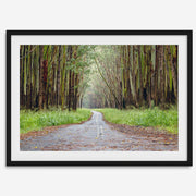 Eucalyptus Tree Tunnel Fine Art Print